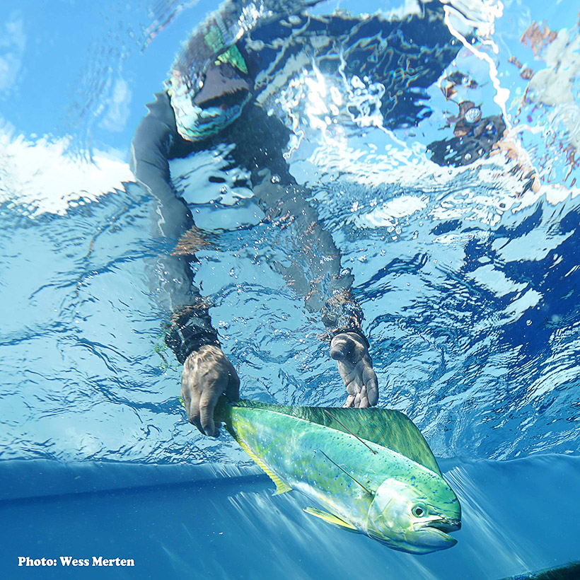 Dolphinfish Research Program release